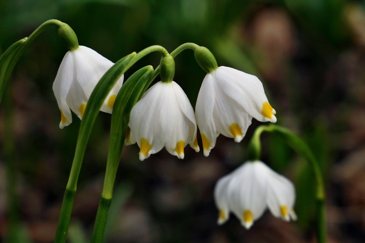 RNA-2017-03-11-00026230p_Bildgr��e �ndern