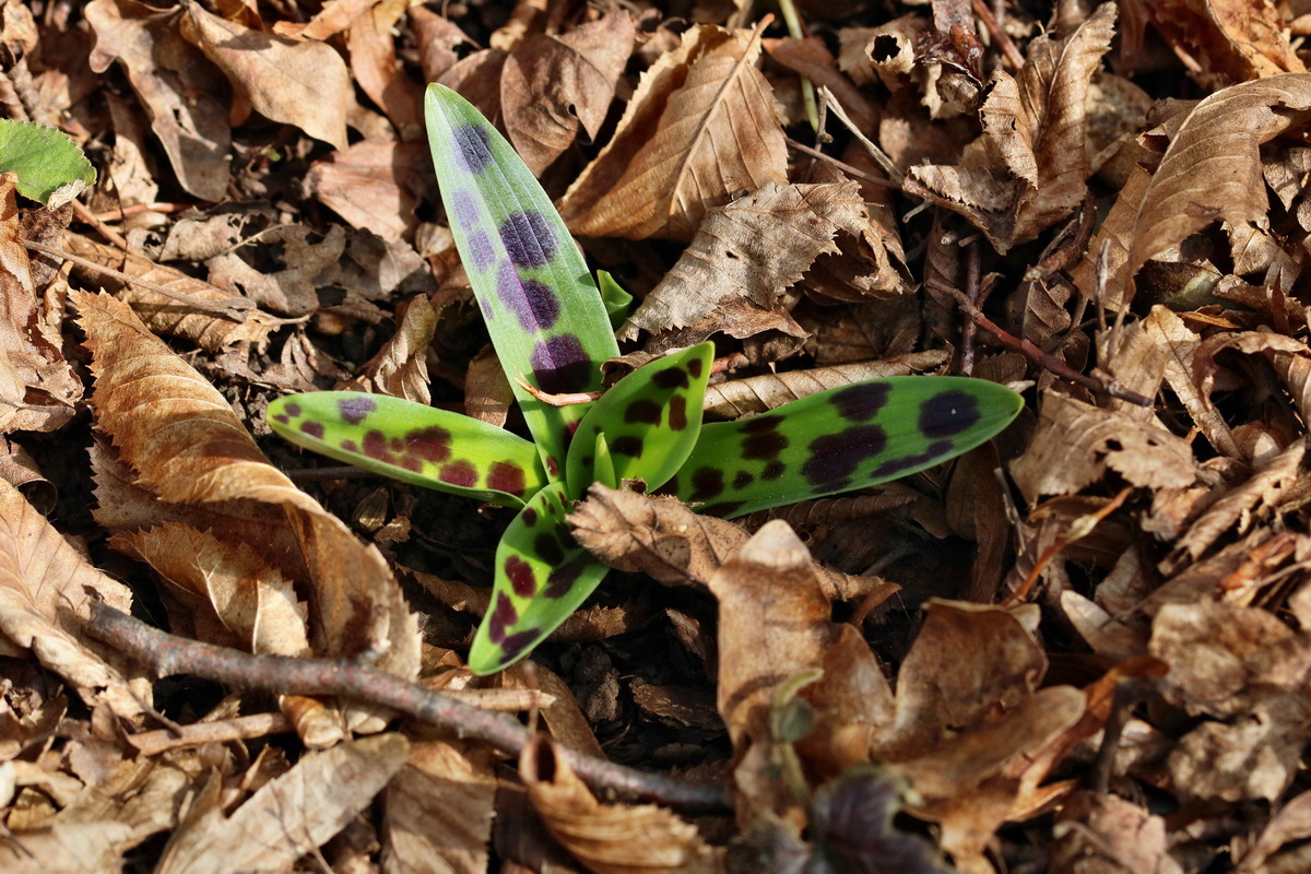 RNA-2017-03-12-00026289p_Bildgr��e �ndern