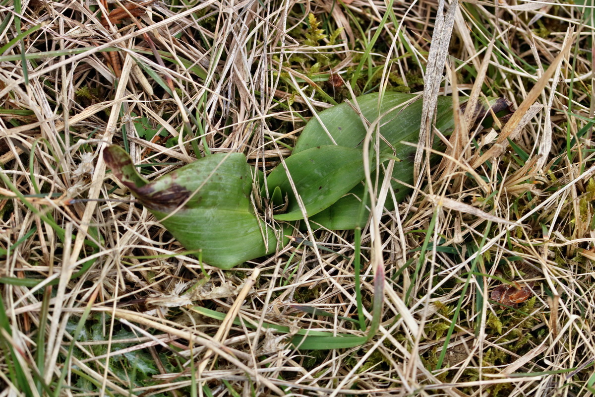 RNA-2017-03-12-00026301p_Bildgr��e �ndern