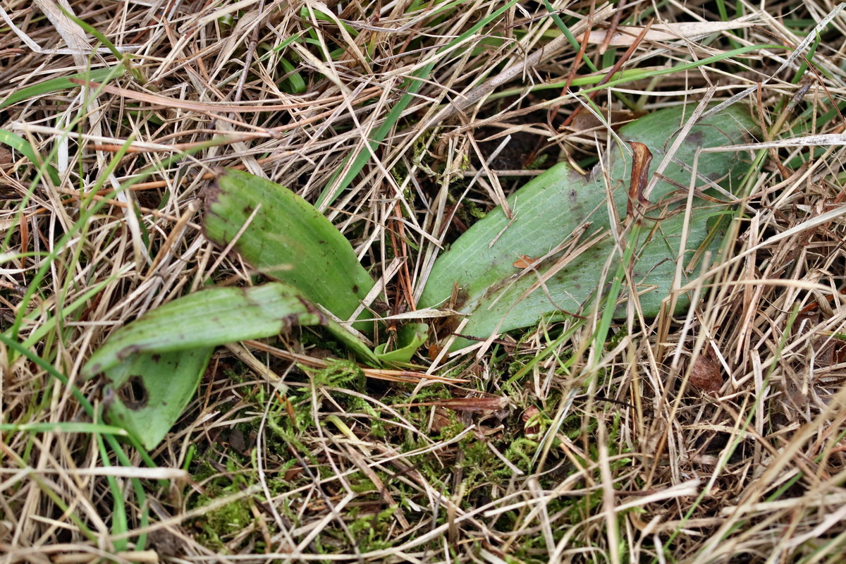 RNA-2017-03-12-00026308p_Bildgr��e �ndern