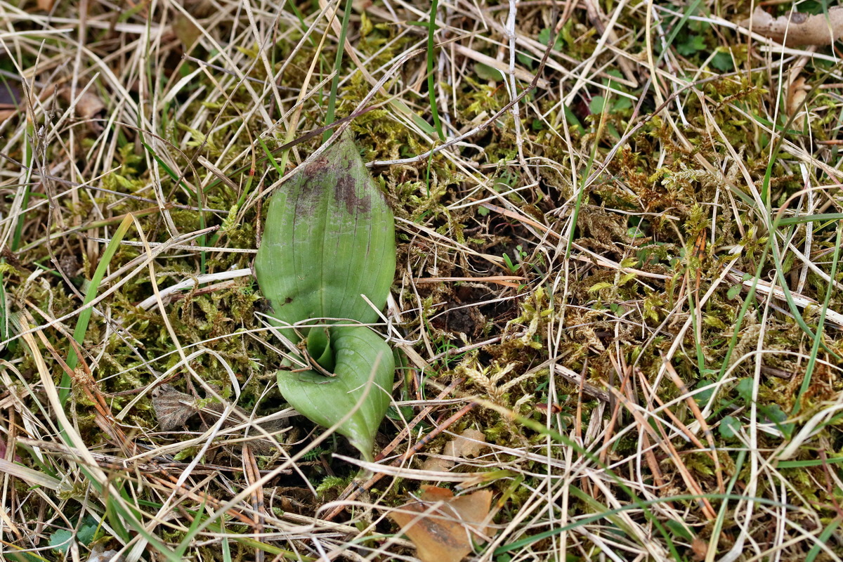 RNA-2017-03-12-00026312p_Bildgr��e �ndern