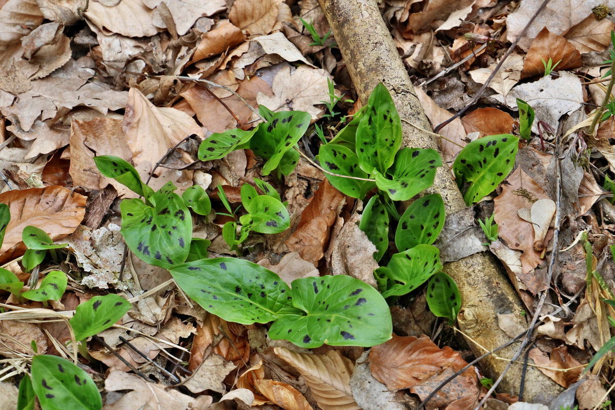 RNA-2017-03-13-00026321p_Bildgr��e �ndern