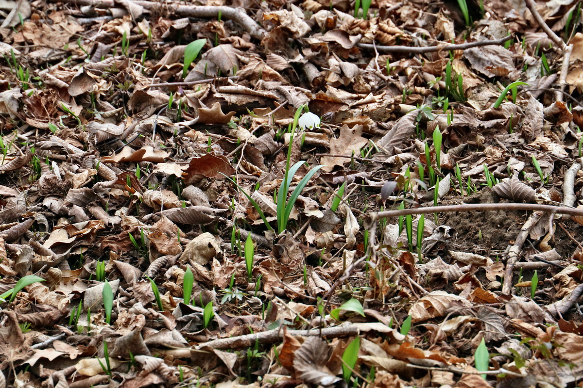 RNA-2017-03-13-00026336p_Bildgr��e �ndern