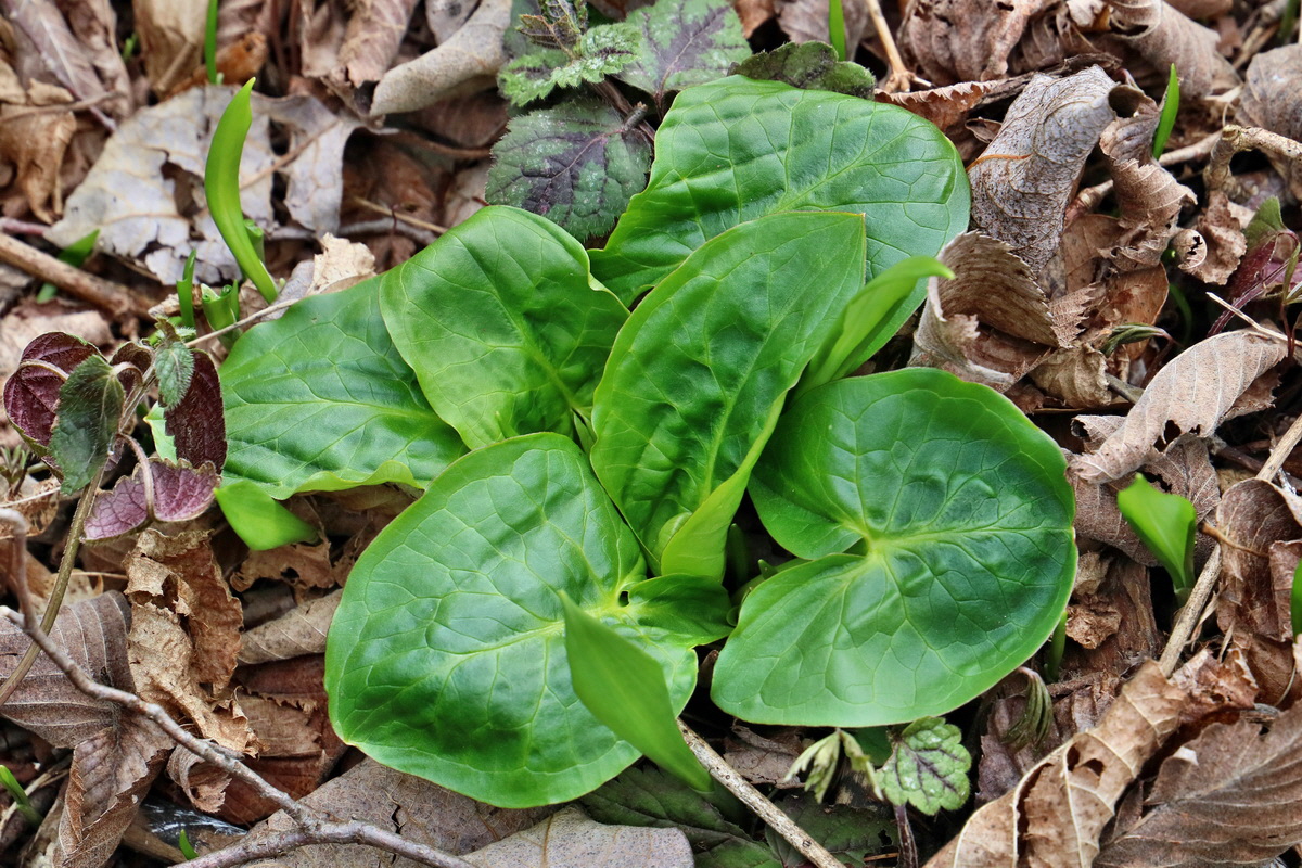 RNA-2017-03-13-00026338p_Bildgr��e �ndern