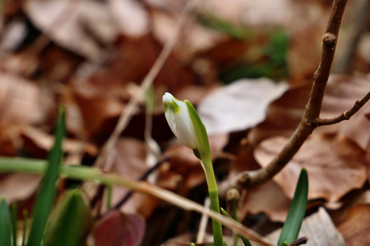 RNA-2017-03-13-00026344p_Bildgr��e �ndern