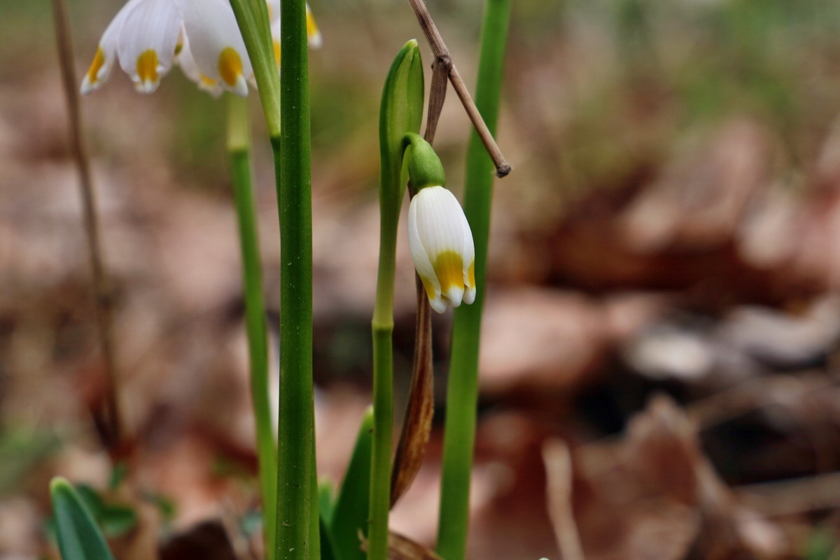 RNA-2017-03-13-00026347p_Bildgr��e �ndern