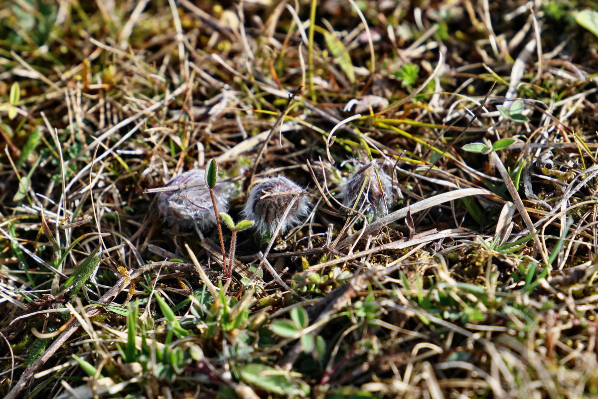 RNA-2017-03-22-00026384p_Bildgr��e �ndern