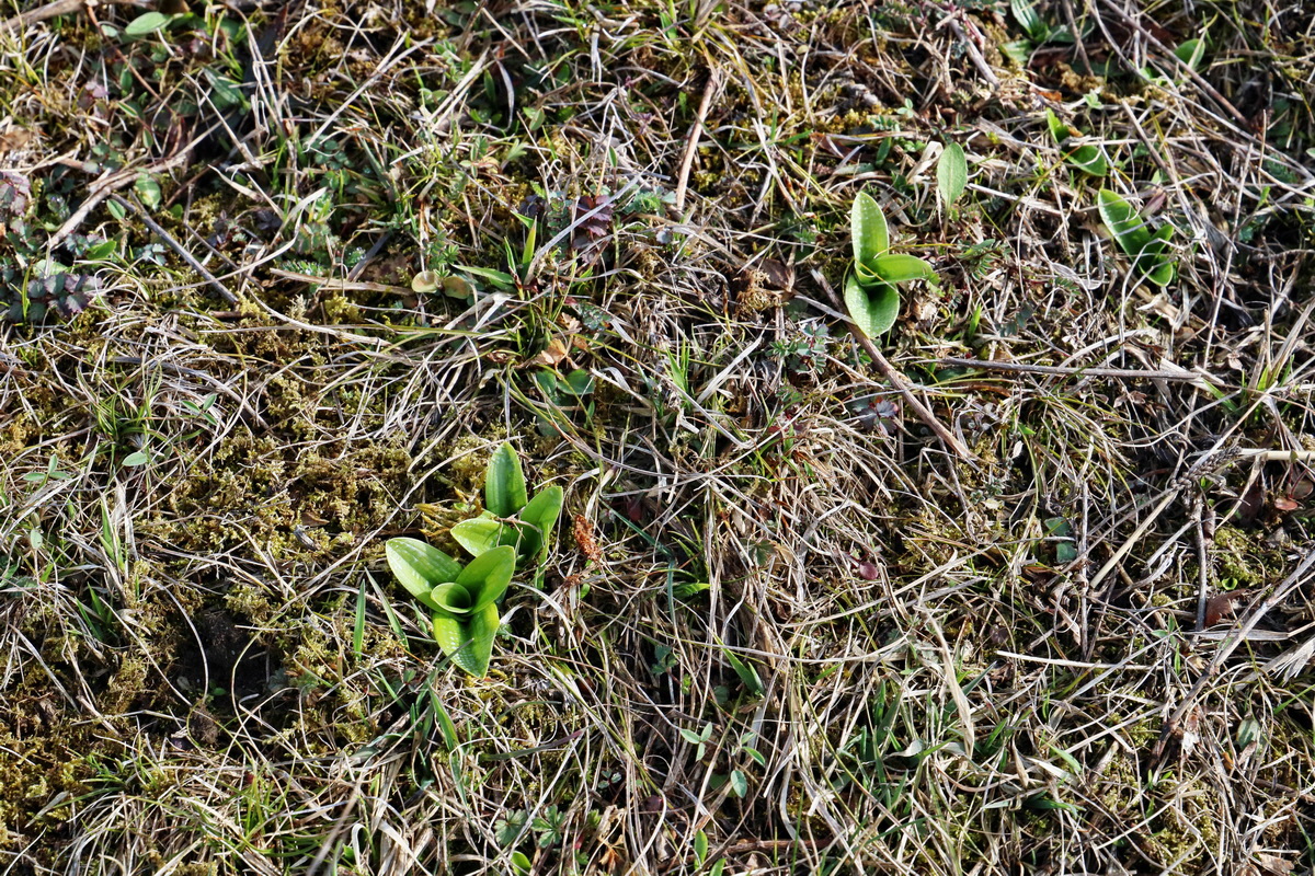 RNA-2017-03-22-00026392p_Bildgr��e �ndern