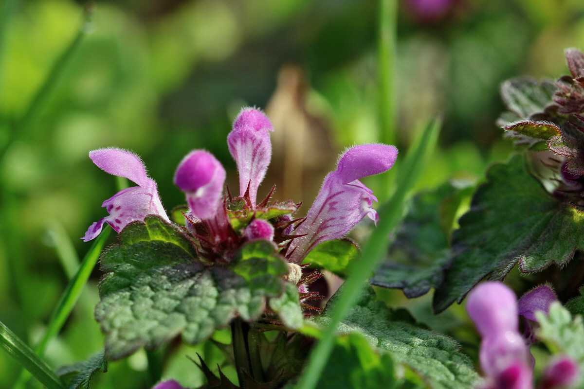 RNA-2017-03-22-00026408p_Bildgr��e �ndern