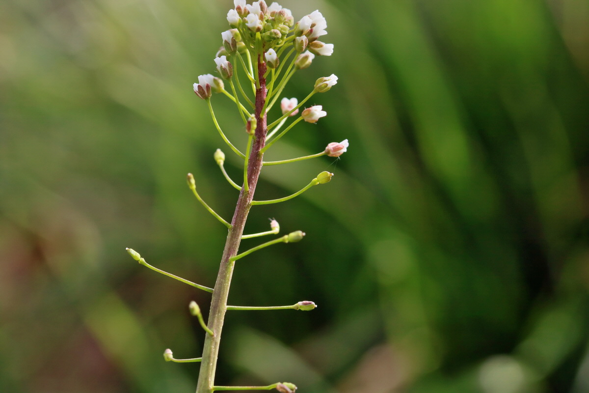 RNA-2017-03-22-00026409p_Bildgr��e �ndern