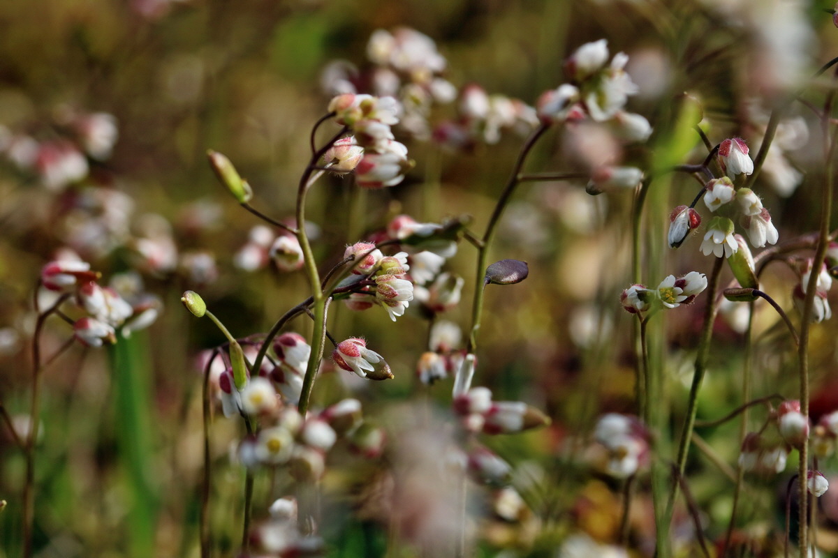 RNA-2017-03-22-00026411p_Bildgr��e �ndern