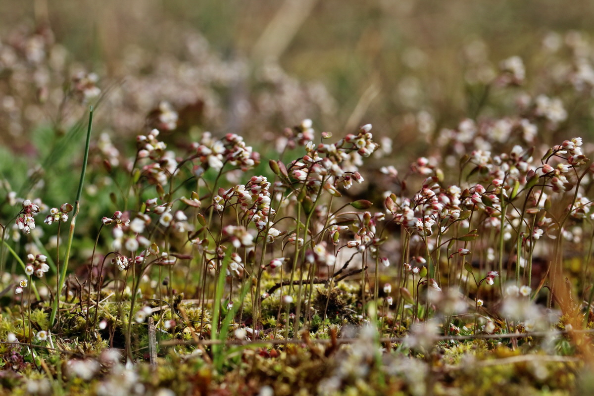 RNA-2017-03-22-00026413p_Bildgr��e �ndern