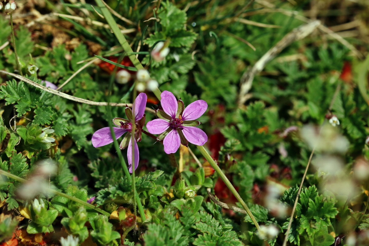 RNA-2017-03-22-00026419p_Bildgr��e �ndern