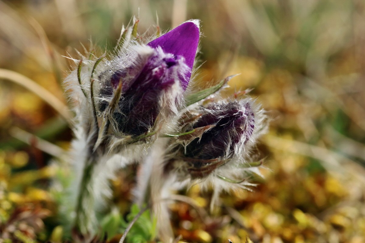 RNA-2017-03-22-00026455p_Bildgr��e �ndern