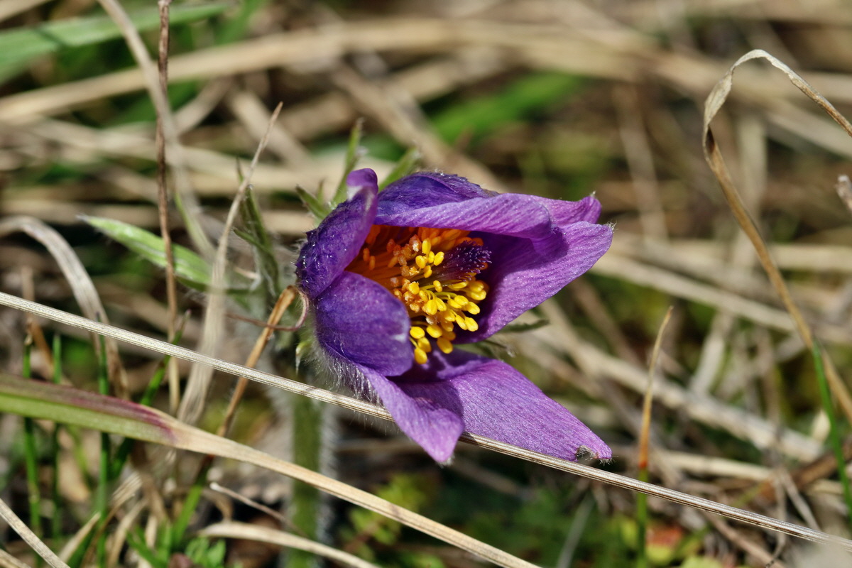 RNA-2017-03-22-00026461p_Bildgr��e �ndern