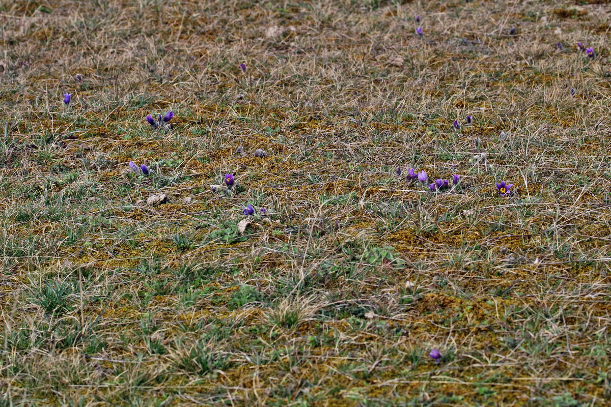 RNA-2017-03-22-00026491p_Bildgr��e �ndern