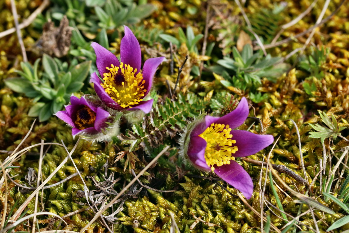 RNA-2017-03-22-00026500p_Bildgr��e �ndern