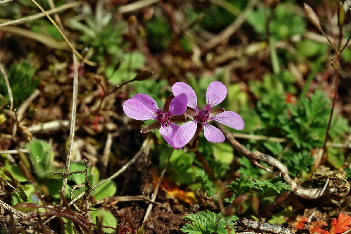 RNA-2017-03-22-00026535p_Bildgr��e �ndern