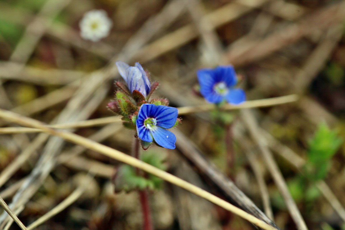 RNA-2017-03-22-00026556p_Bildgr��e �ndern