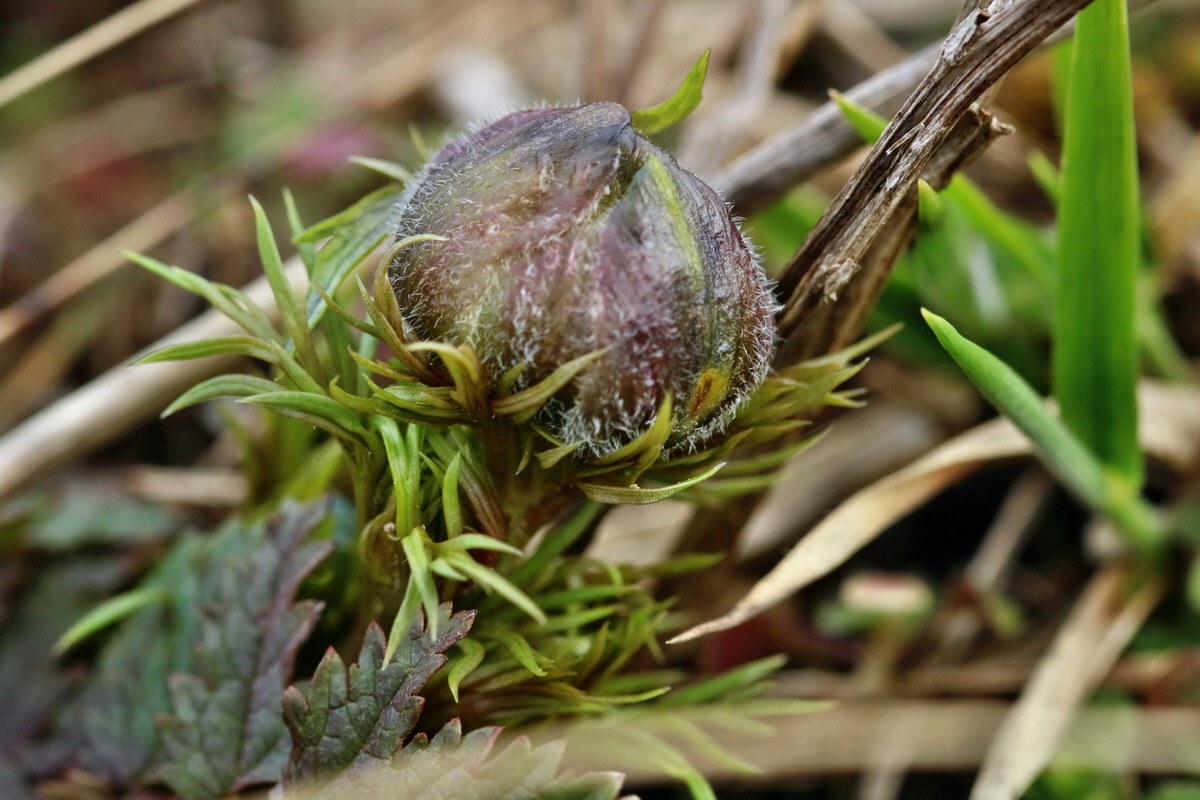 RNA-2017-03-22-00026568p_Bildgr��e �ndern