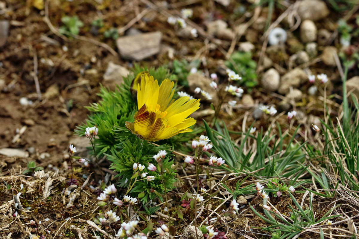 RNA-2017-03-22-00026589p_Bildgr��e �ndern