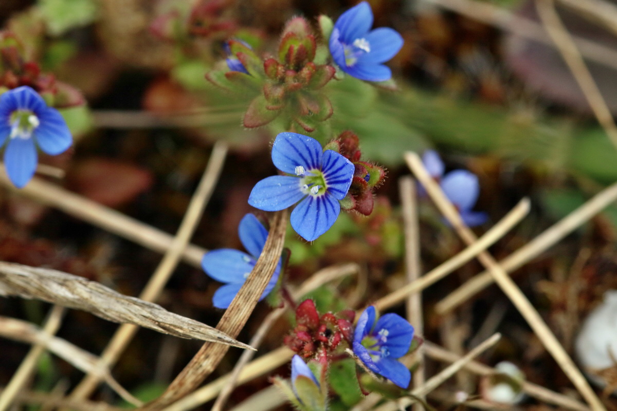 RNA-2017-03-22-00026592p_Bildgr��e �ndern