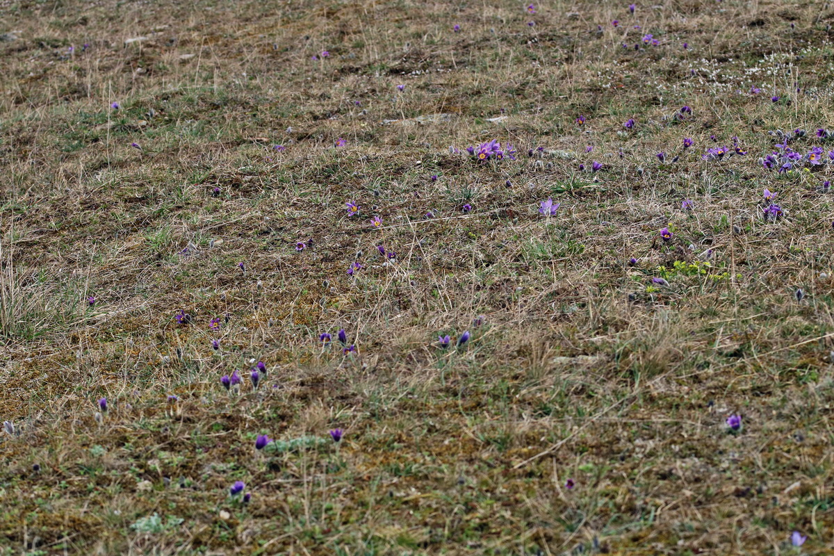 RNA-2017-03-22-00026614p_Bildgr��e �ndern