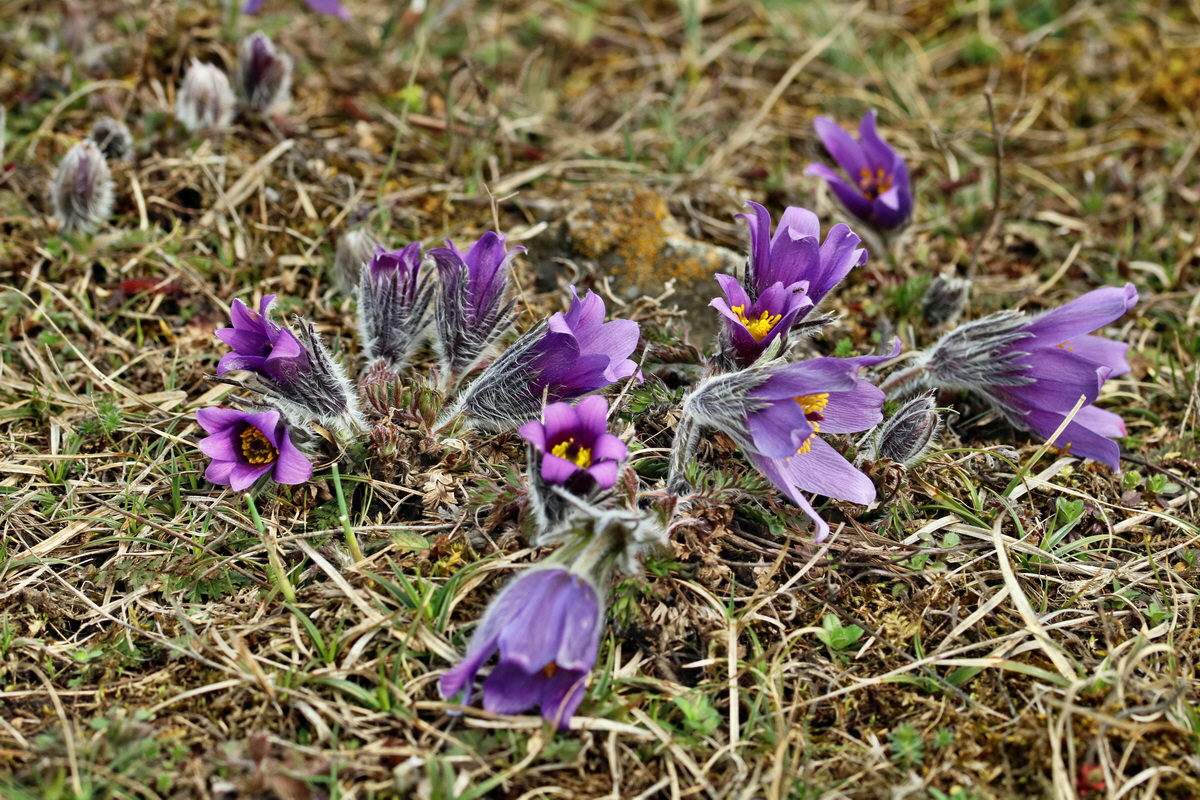 RNA-2017-03-22-00026624p_Bildgr��e �ndern