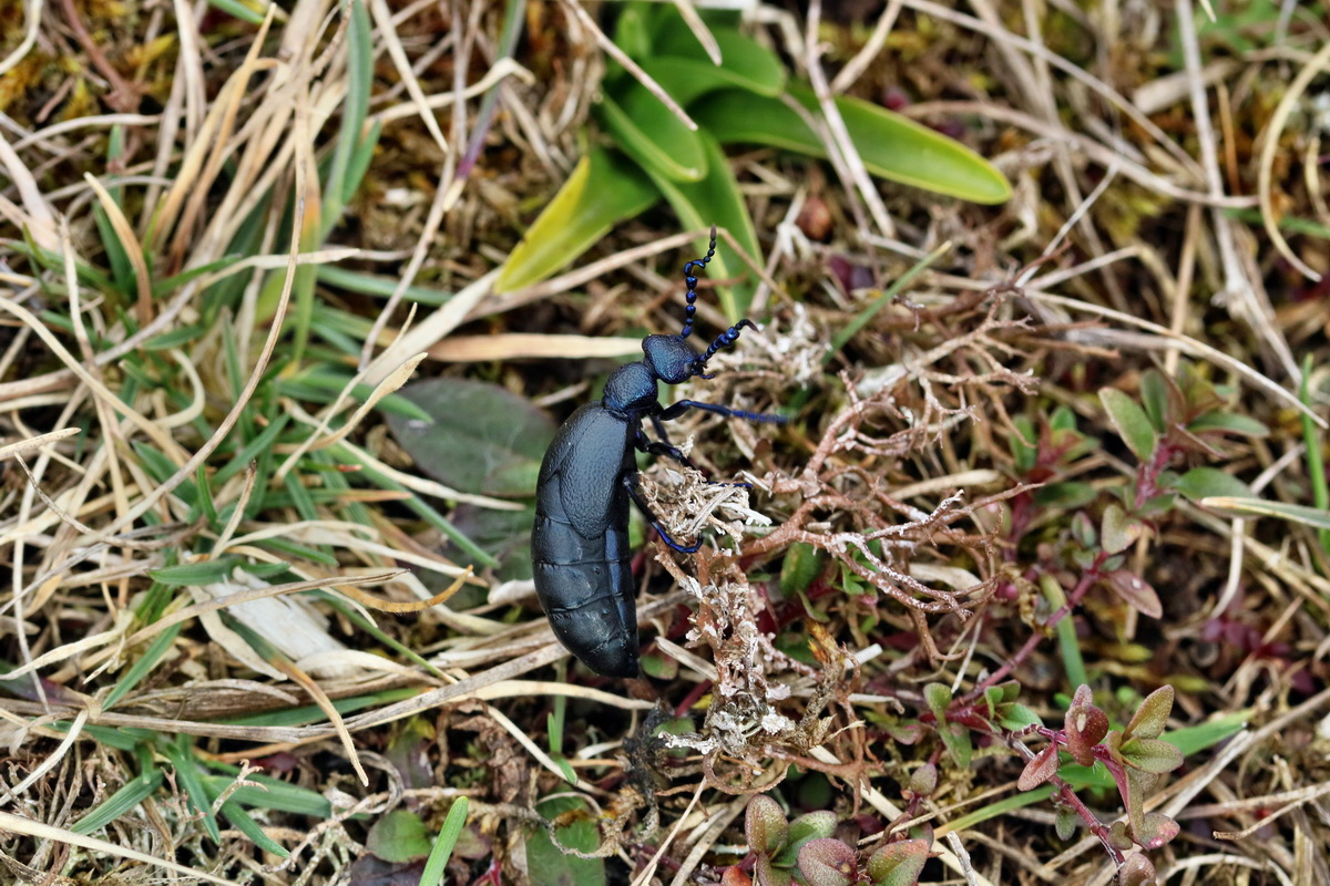 RNA-2017-03-22-00026640p_Bildgr��e �ndern