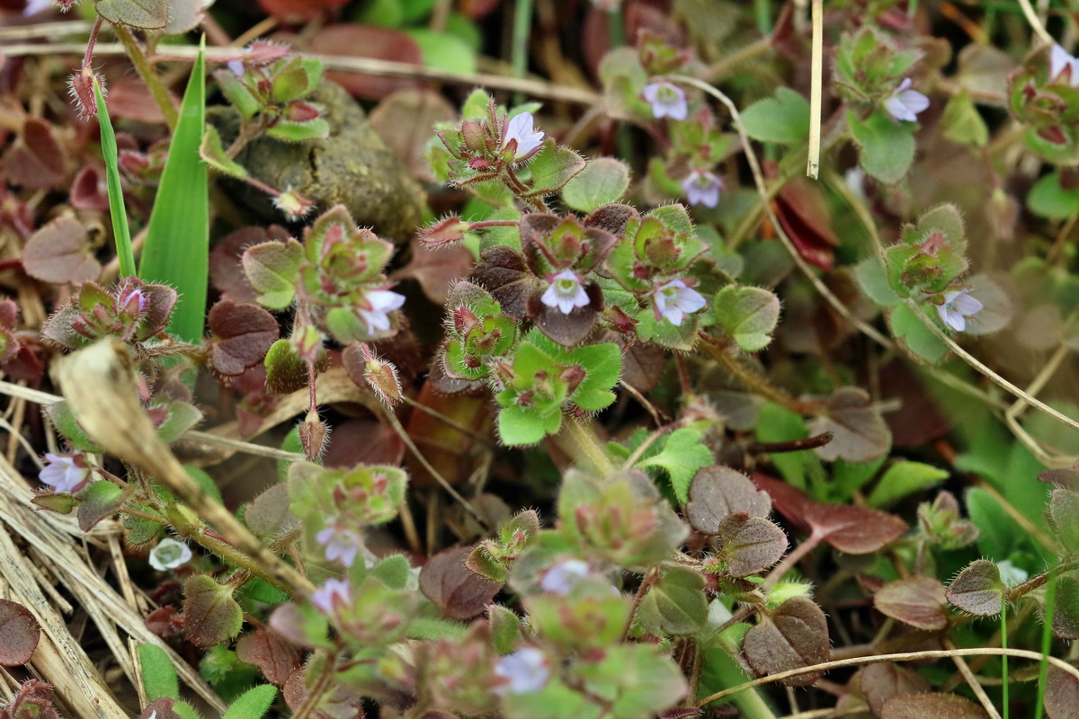 RNA-2017-03-22-00026663p_Bildgr��e �ndern