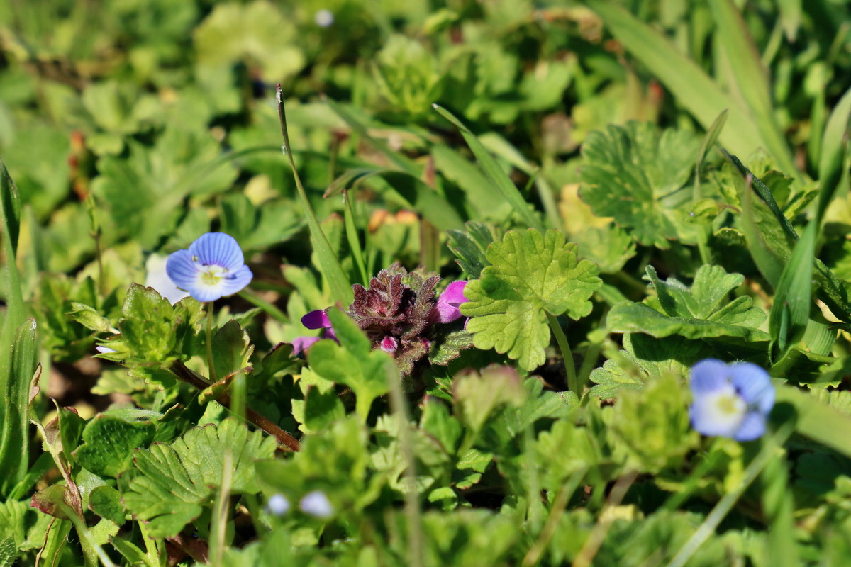 RNA-2017-03-25-00026677p_Bildgr��e �ndern