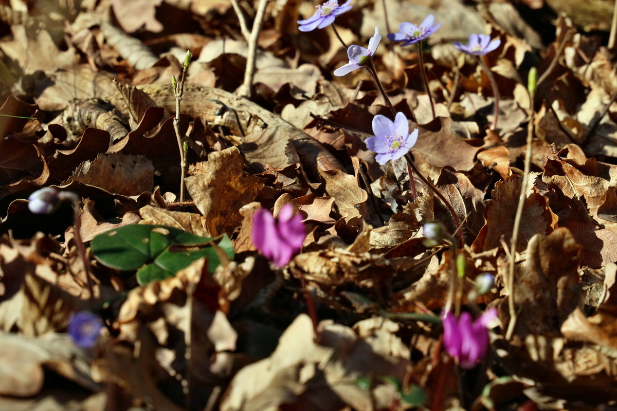 RNA-2017-03-25-00026703p_Bildgr��e �ndern