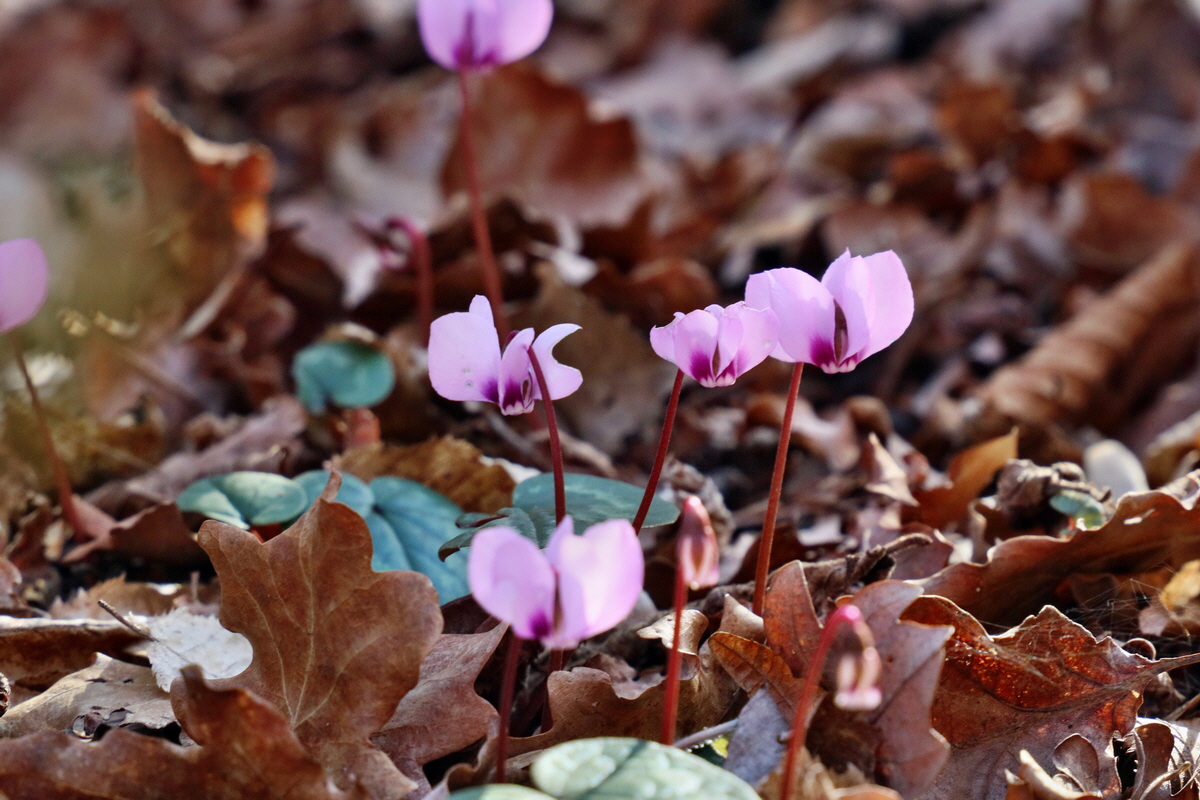 RNA-2017-03-25-00026707p_Bildgr��e �ndern