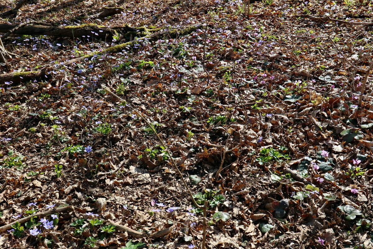 RNA-2017-03-25-00026709p_Bildgr��e �ndern