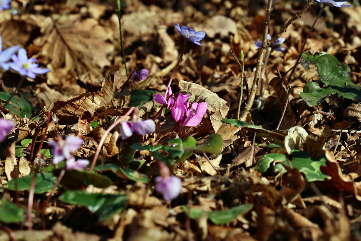 RNA-2017-03-25-00026711p_Bildgr��e �ndern