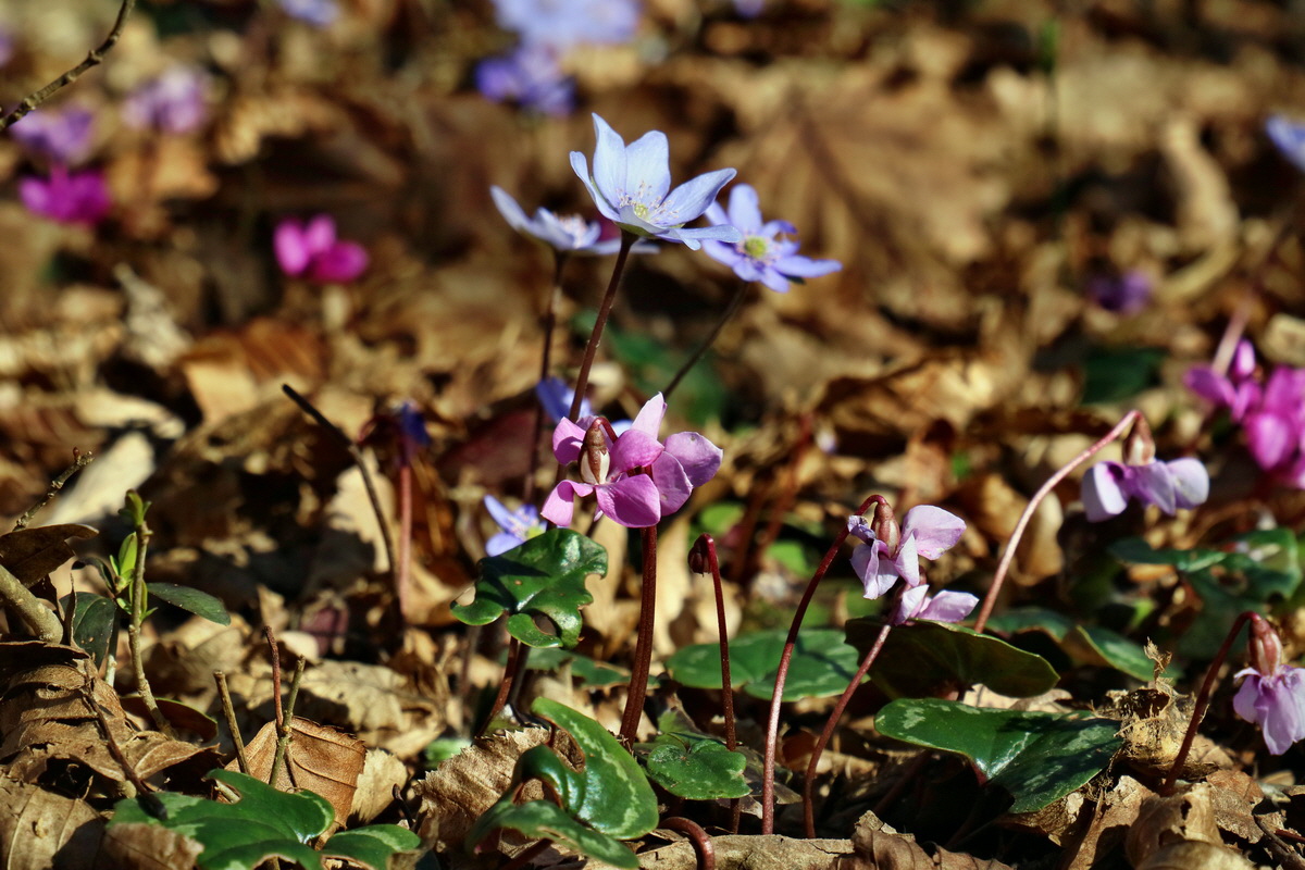 RNA-2017-03-25-00026713p_Bildgr��e �ndern