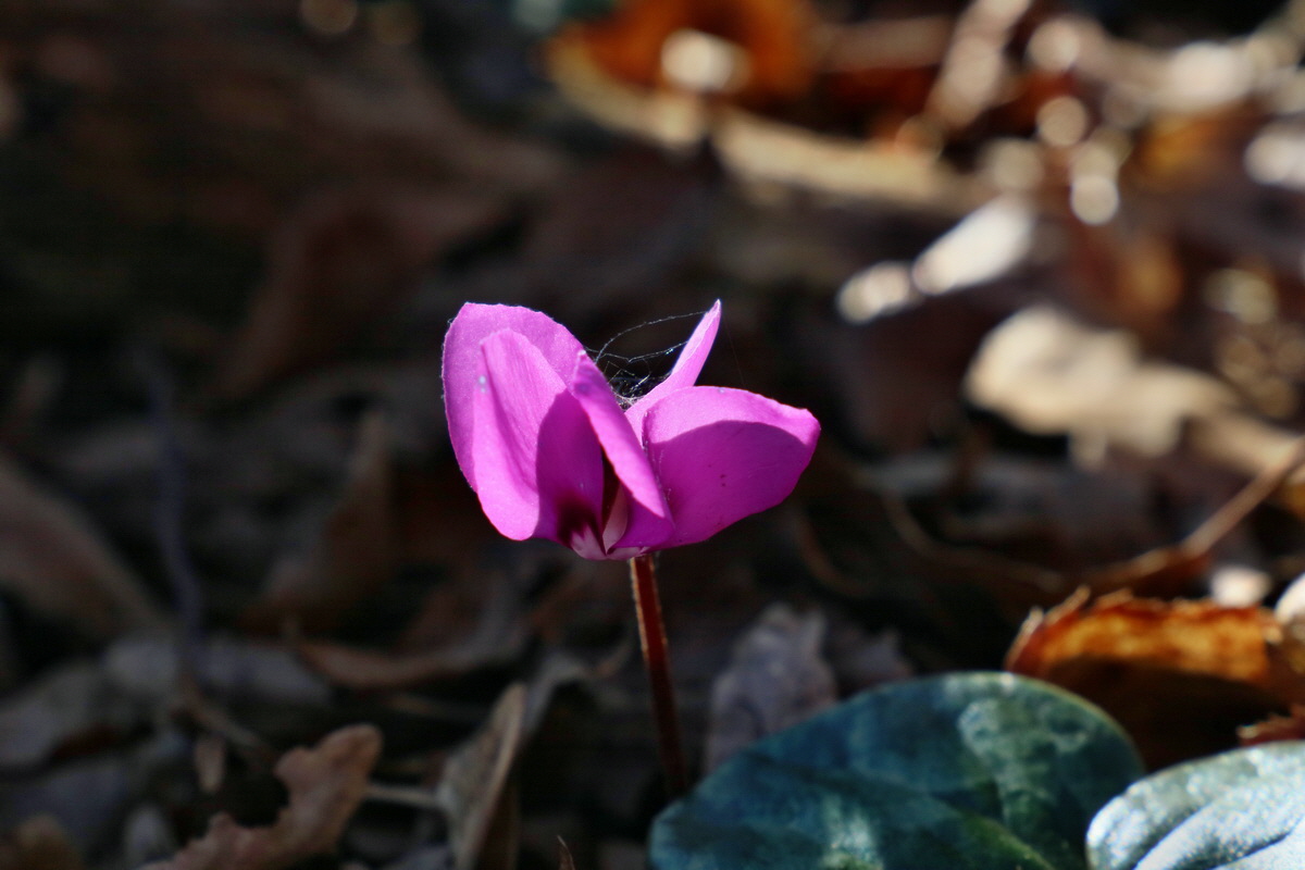 RNA-2017-03-25-00026715p_Bildgr��e �ndern