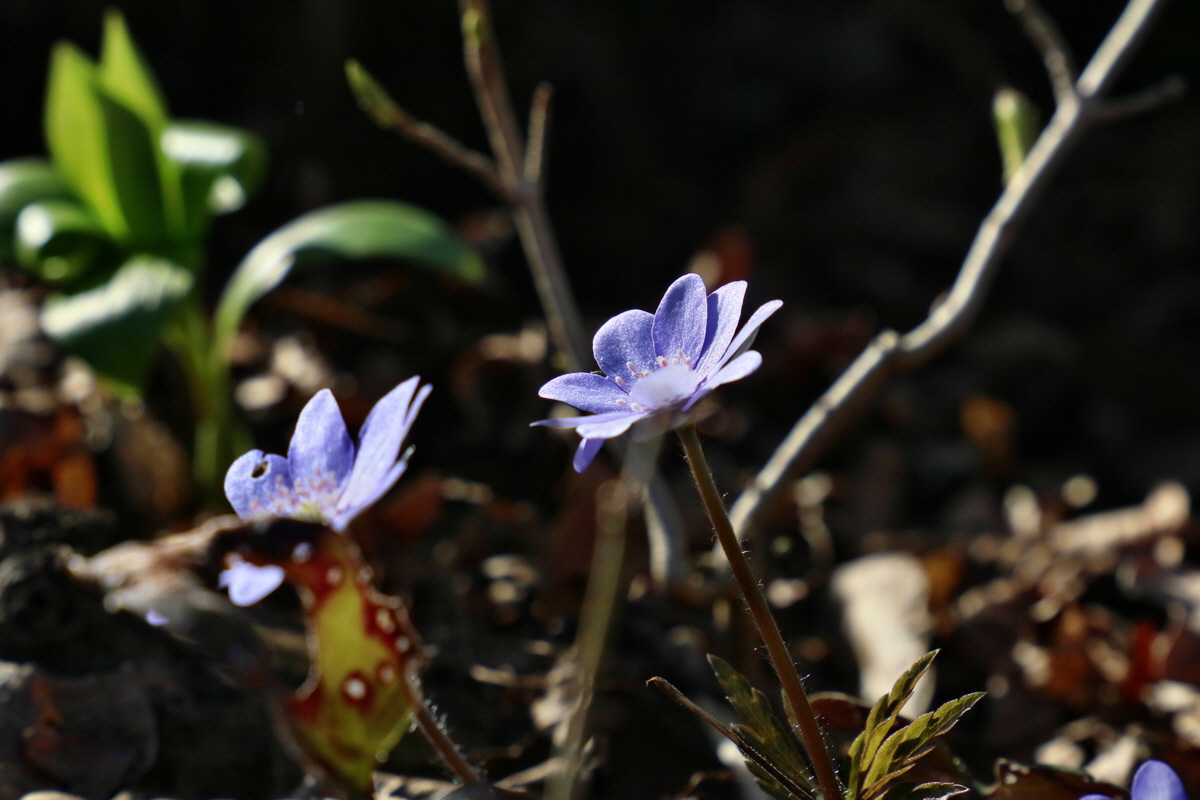 RNA-2017-03-25-00026717p_Bildgr��e �ndern