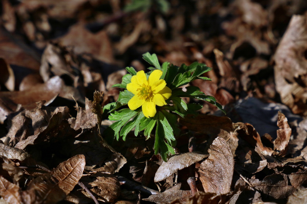 RNA-2017-03-25-00026722p_Bildgr��e �ndern