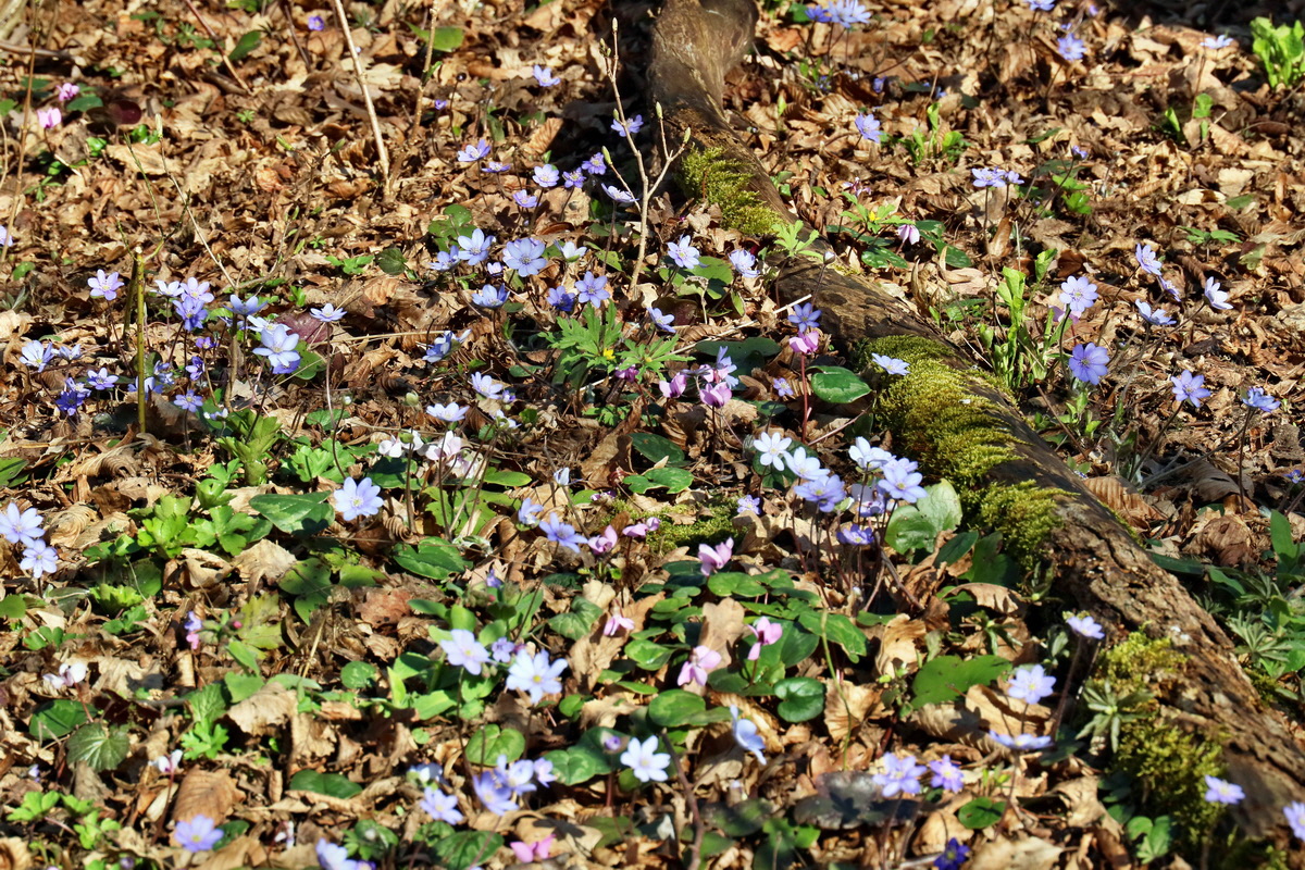 RNA-2017-03-25-00026725p_Bildgr��e �ndern