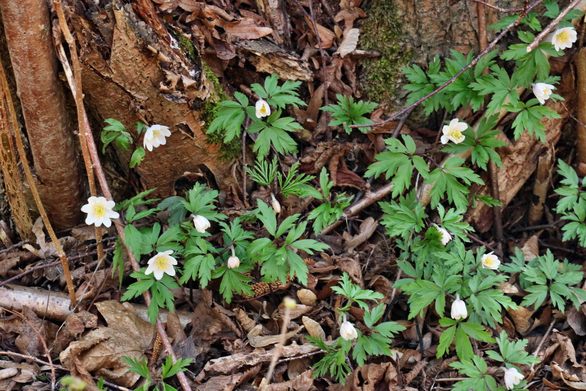 RNA-2017-03-25-00026727p_Bildgr��e �ndern