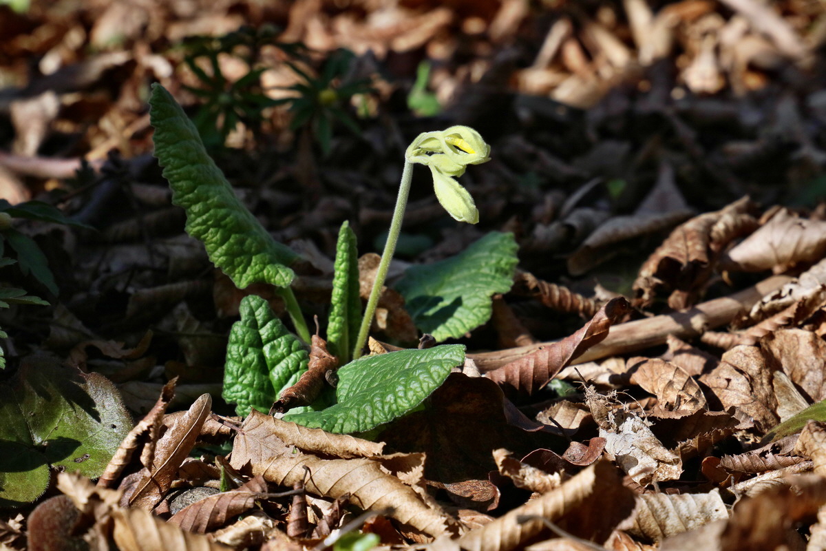 RNA-2017-03-25-00026730p_Bildgr��e �ndern