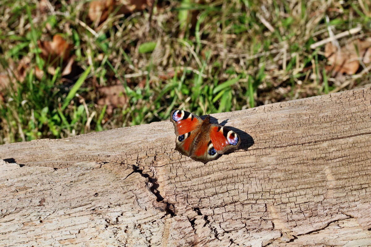 RNA-2017-03-25-00026752p_Bildgr��e �ndern