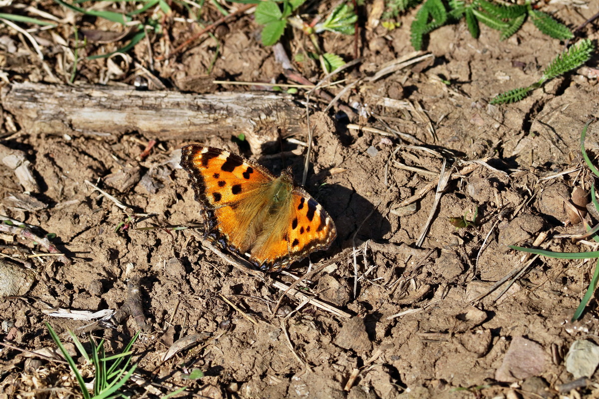 RNA-2017-03-25-00026781p_Bildgr��e �ndern