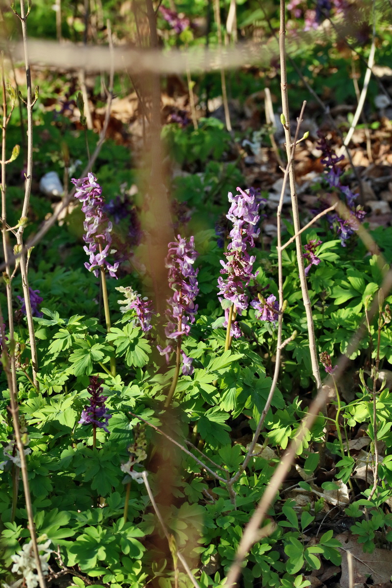 RNA-2017-03-25-00026788p_Bildgr��e �ndern