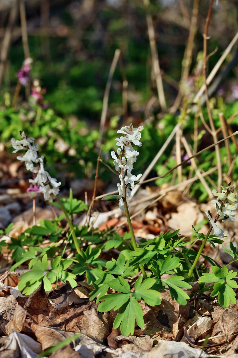 RNA-2017-03-25-00026800p_Bildgr��e �ndern