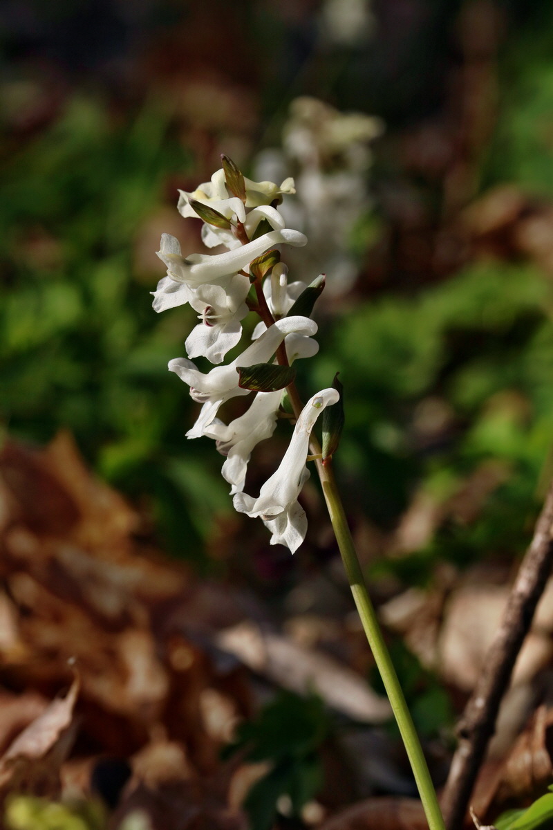 RNA-2017-03-25-00026803p_Bildgr��e �ndern