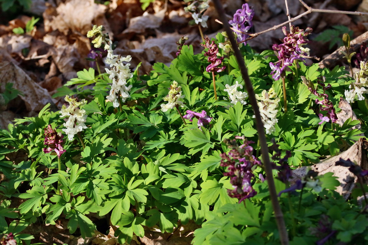 RNA-2017-03-25-00026808p_Bildgr��e �ndern