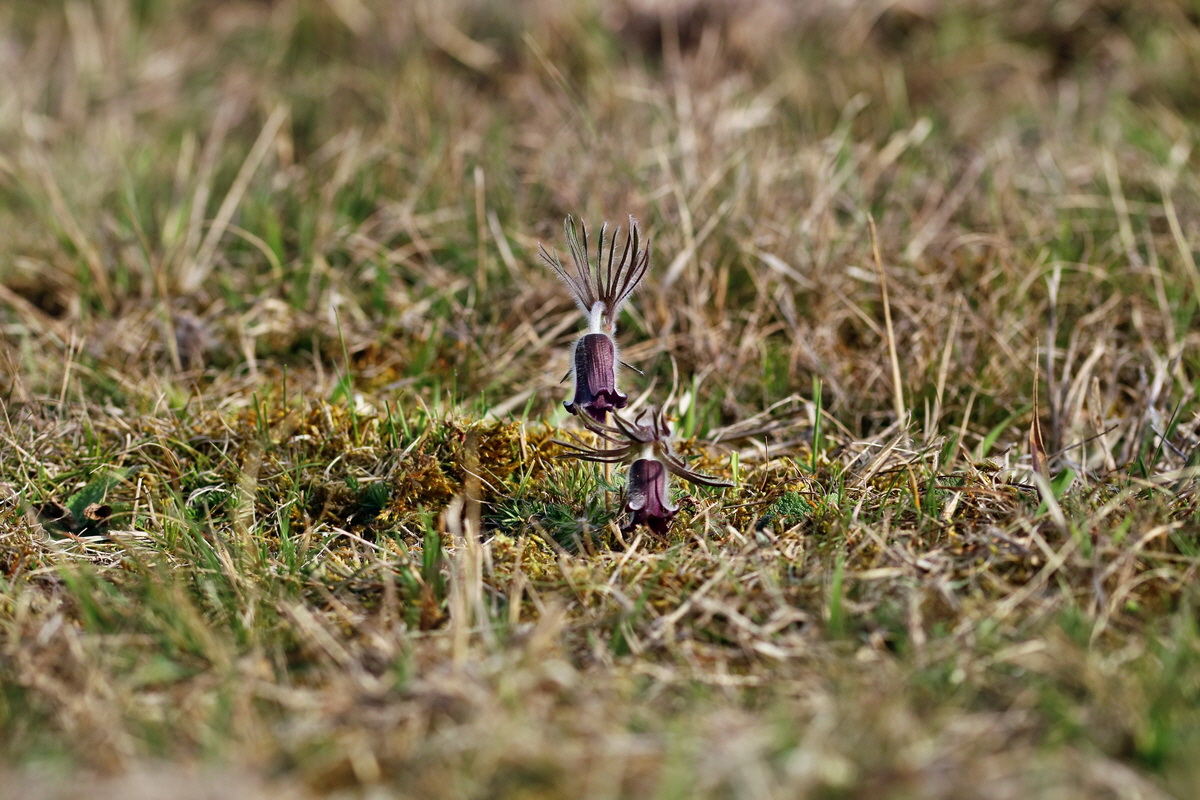 RNA-2017-03-29-00027318p_Bildgr��e �ndern