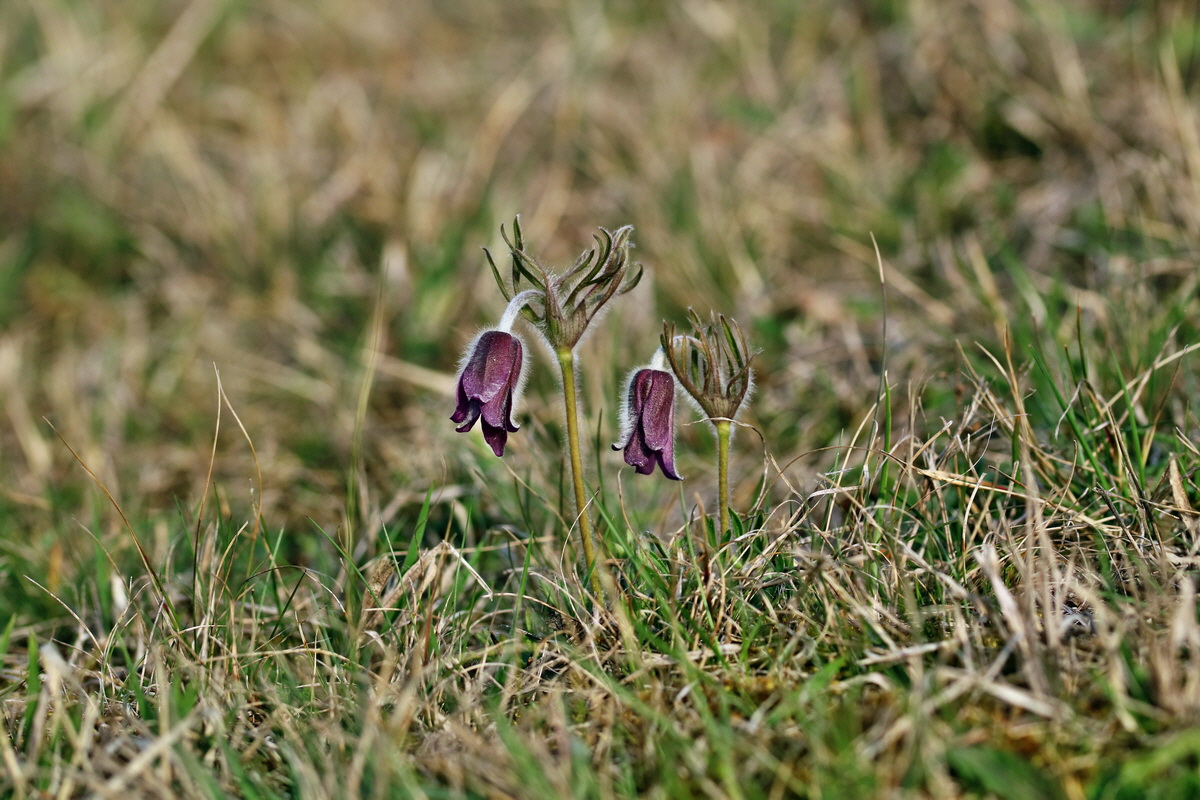 RNA-2017-03-29-00027321p_Bildgr��e �ndern